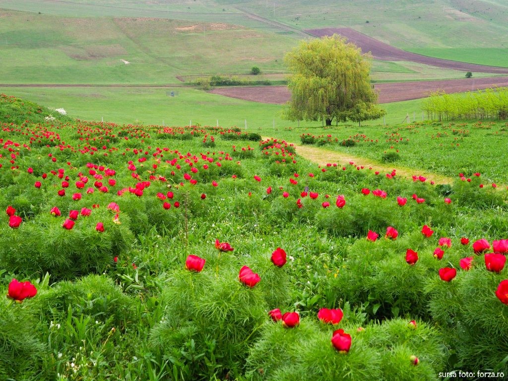 Rezervaţia botanică de la Zau de Câmpie a fost vizitată de mii de turiști în ultima săptămână