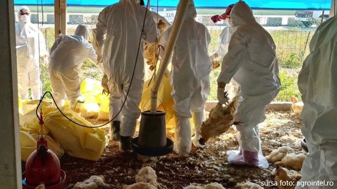 Noi focare de gripă aviară descoperite în localități din județul Mureș. S-au dispus măsuri severe