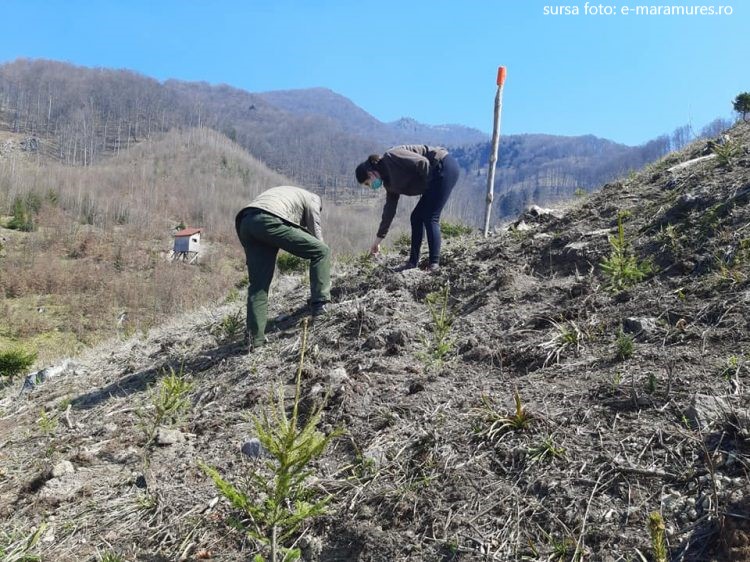 Direcția Silvică Maramureș împădurește 20 de hectare de teren în campania din primăvară