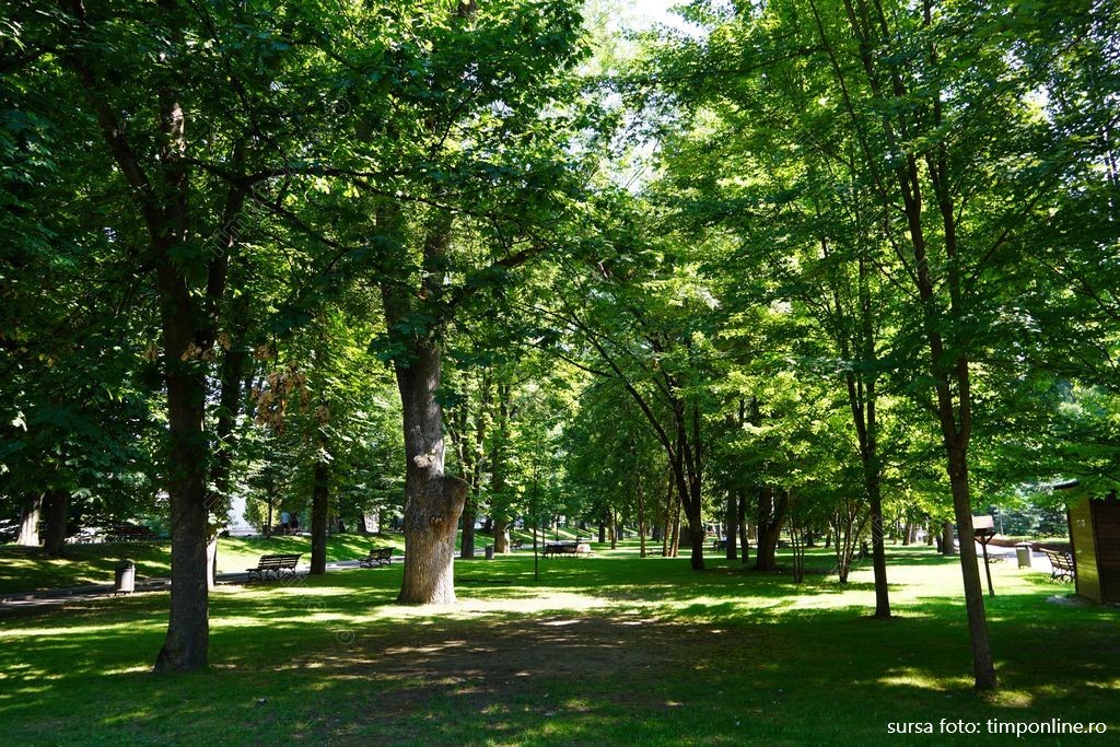 Spațiile verzi de la intrarea în Bistrița vor fi îmbunătățite prin crearea de perdele verzi