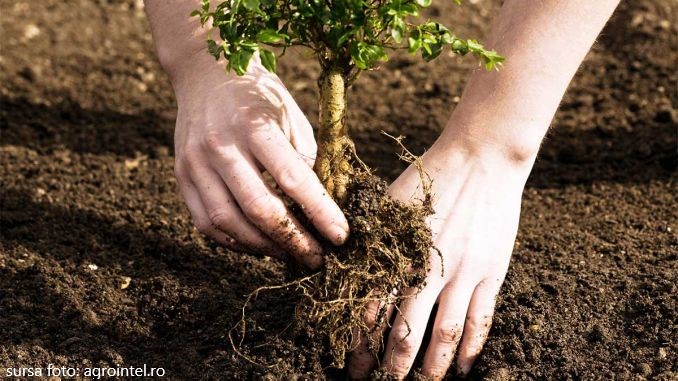 Consiliul Județean Cluj participă alături de societatea civilă la campania de împădurire de la munte