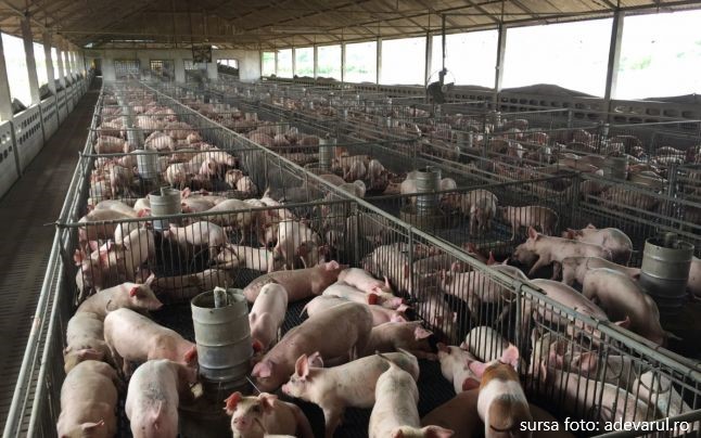 Preţul cărnii de porc se estimează că va creşte semnificativ în România, în următoarele luni