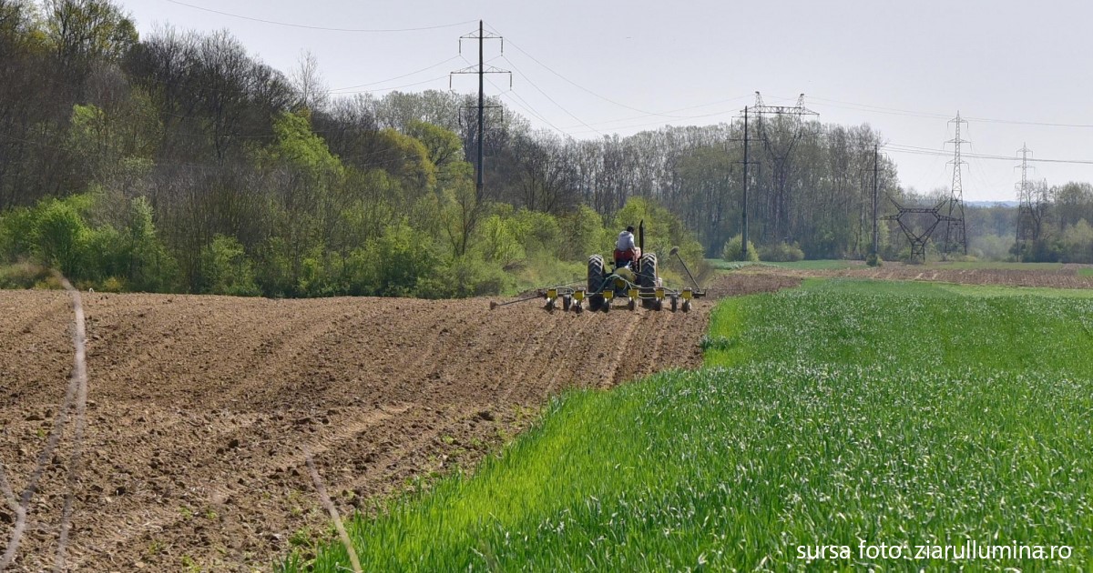 Pentru producțiile de legume agricultorii din județul Mureș pot să primească subvenții